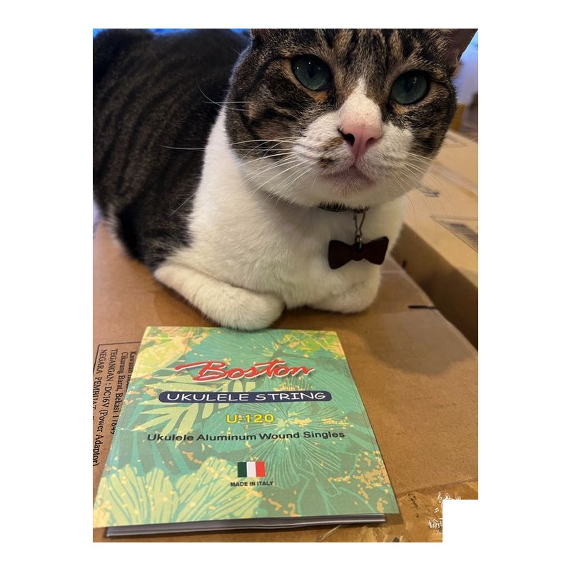 ♪ Your Music 愉耳樂器 ♪ BOSTON U-120 義大利製 Aquila弦 台包裝U120 烏克麗麗弦 BOSTON U-120 義大利製 Aquila弦 台包裝U120 烏克麗麗弦 — 三峽烏克麗麗