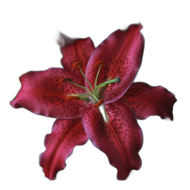 Gomera Gomera GC-06F 39吋 面單 佛拉門哥吉他 Flamenco 英格曼雲杉面板 貝殼杉木背側 — 三峽吉他 / Bass｜YA! 玩音樂